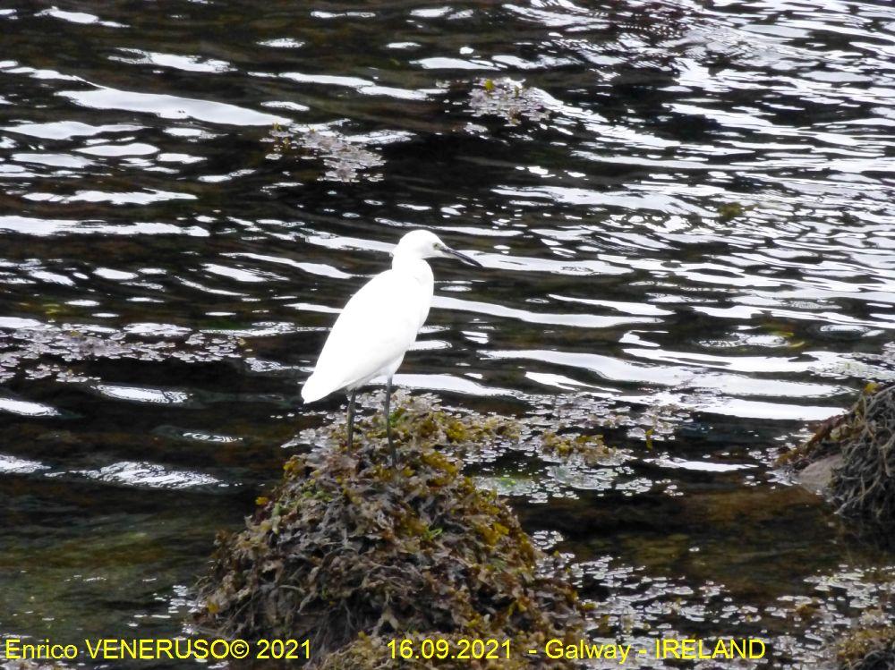 85 - Galway